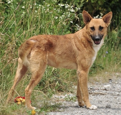 BARK, Mischling - Rüde