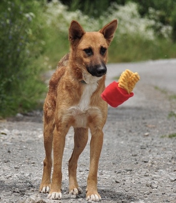 BARK, Mischling - Rüde