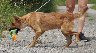 BARK, Mischling - Rüde