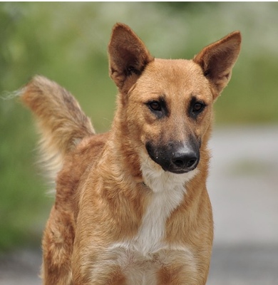 BARK, Mischling - Rüde