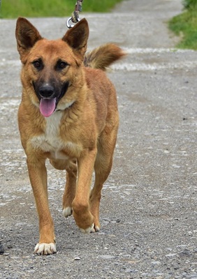 BARK, Mischling - Rüde