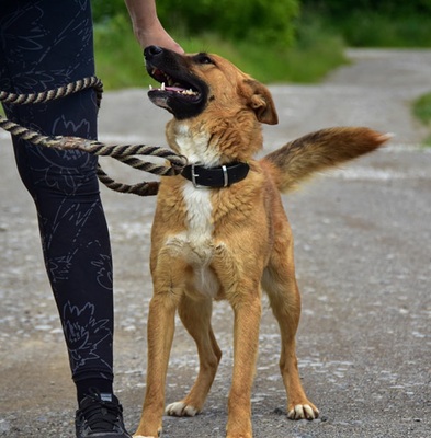 BARK, Mischling - Rüde