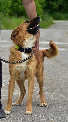 BARK, Mischling - Rüde