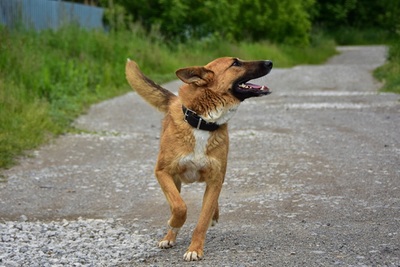 BARK, Mischling - Rüde