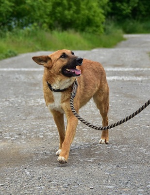 BARK, Mischling - Rüde