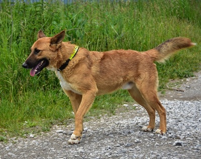 BARK, Mischling - Rüde