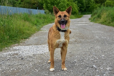 BARK, Mischling - Rüde