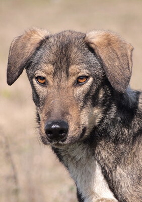 BARNEY - freundlich, umgänglich, aufgeweckt, anhänglich, lebhaft, anfangs ängstlich