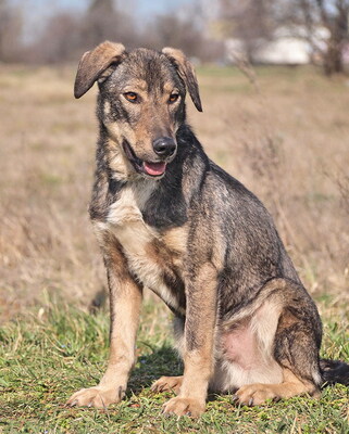 BARNEY - freundlich, umgänglich, aufgeweckt, anhänglich, lebhaft, anfangs ängstlich, Mischling (Video auf HP) - Rüde