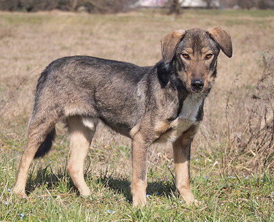 BARNEY - freundlich, umgänglich, aufgeweckt, anhänglich, lebhaft, anfangs ängstlich, Mischling (Video auf HP) - Rüde