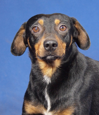 BASTI - R E S E R V I E R T !!!!! sehr freundlich, anhänglich, neugierig, lebhaft, intelligent, anfangs etwas ängstlich, Mischling - Rüde