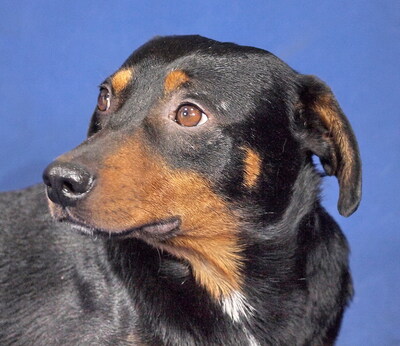 BASTI - R E S E R V I E R T !!!!! sehr freundlich, anhänglich, neugierig, lebhaft, intelligent, anfangs etwas ängstlich, Mischling - Rüde