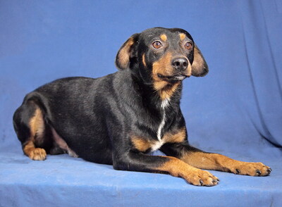 BASTI - R E S E R V I E R T !!!!! sehr freundlich, anhänglich, neugierig, lebhaft, intelligent, anfangs etwas ängstlich, Mischling - Rüde