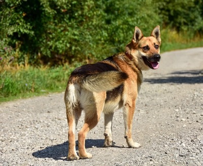 BASTIAN C69, Mischling - Rüde