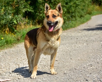 BASTIAN C69, Mischling - Rüde