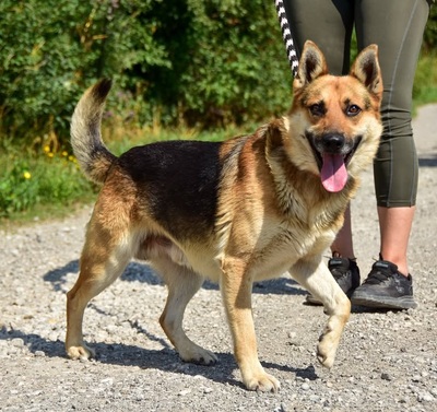 BASTIAN C69, Mischling - Rüde