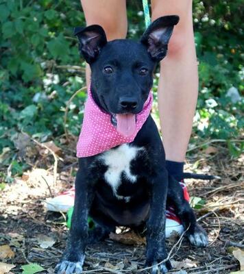 BATESA, Mischling Welpen - Hündin