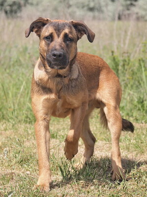 BATOR - äußerst freundlich, offenes Wesen, fröhlich, sehr lernwillig, leicht zu motivieren, treu, katzenverträglich, Deutscher Schäferhund Mischling - Rüde