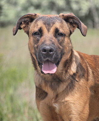 BATOR - äußerst freundlich, offenes Wesen, fröhlich, sehr lernwillig, leicht zu motivieren, treu, katzenverträglich, Deutscher Schäferhund Mischling - Rüde