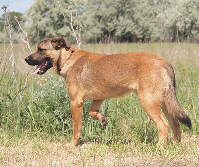 BATOR - äußerst freundlich, offenes Wesen, fröhlich, sehr lernwillig, leicht zu motivieren, treu, katzenverträglich, Deutscher Schäferhund Mischling - Rüde