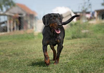 BAXTER - fröhlich, verschmust, gutmütig, menschenbezogen, Mischling (Video-Link vorhanden) - Rüde