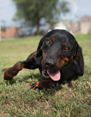 BAXTER  - fröhlich, verschmust, gutmütig, menschenbezogen