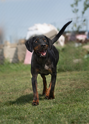 BAXTER - fröhlich, verschmust, gutmütig, menschenbezogen, Mischling (Video auf HP) - Rüde