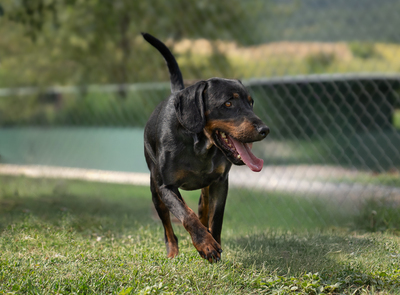 BAXTER - fröhlich, verschmust, gutmütig, menschenbezogen, Mischling (Video auf HP) - Rüde