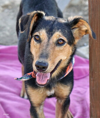 BEA - R E S E R V I E R T !!!!! verschmust, zutraulich, liebt Streicheleinheiten, aktiv, bewegungsfreudig, neugierig, Mischling (Video auf HP) - Hündin