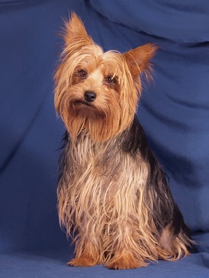 BEAUTY - R E S E R V I E R T !!!!! liebt alle Menschen, ausgeglichen, verschmust, klug, katzenverträglich, Yorkshireterrier - Hündin