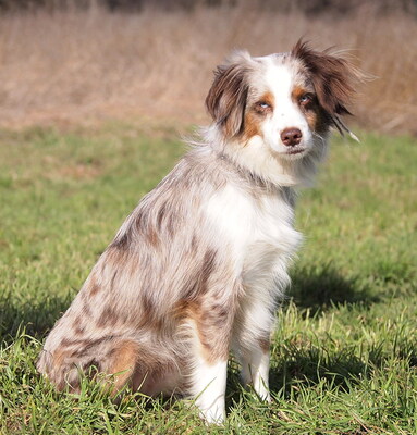 BEAUTY - R E S E R V I E R T !!!!! sehr freundlich, lebenslustig, bewegungsfreudig, verschmust, intelligent, anfangs etwas ängstlich, Mini Australian Shepherd - Hündin
