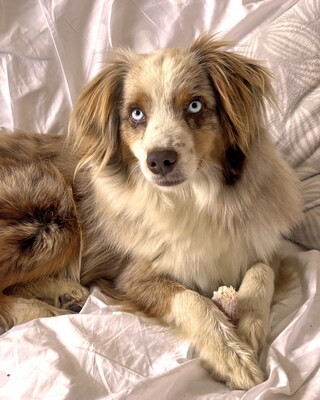 BEAUTY - sehr freundlich, lebenslustig, bewegungsfreudig, verschmust, intelligent, als Zweithund nur zu einem verspielten, aktiven Hund