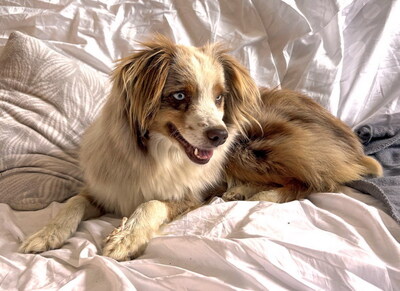BEAUTY - sehr freundlich, lebenslustig, bewegungsfreudig, verschmust, intelligent, als Zweithund nur zu einem verspielten, aktiven Hund, Mini Australian Shepherd - Steiermark - Hündin