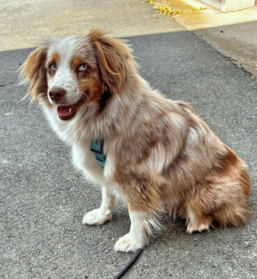 BEAUTY - sehr freundlich, lebenslustig, bewegungsfreudig, verschmust, intelligent, als Zweithund nur zu einem verspielten, aktiven Hund, Mini Australian Shepherd - Steiermark - Hündin