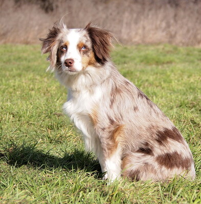 BEAUTY - sehr freundlich, lebenslustig, bewegungsfreudig, verschmust, intelligent, anfangs etwas ängstlich, Mini Australian Shepherd - Hündin