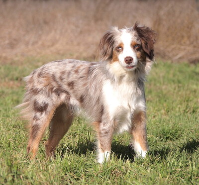 BEAUTY - sehr freundlich, lebenslustig, bewegungsfreudig, verschmust, intelligent, anfangs etwas ängstlich, Mini Australian Shepherd - Hündin
