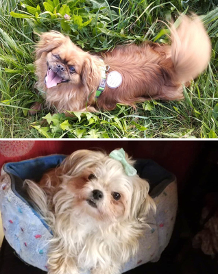 BECKY & MINNIE - R E S E R V I E R T !!!!! Becky - sehr verschmust und menschenbezogen, verspielt, Minnie - sehr anhänglich, verschmust, Pekinese & Shi-Tzu - Hündin