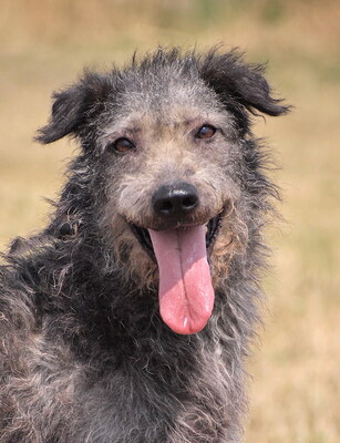 BEKKA - NOTFALL!!! SPENDENAUFRUF!!! sehr freundlich, offenes Wesen, anhänglich, fröhlich, treu, lebhaft, als Zweithündin zu einem Rüden, Mischling - Hündin