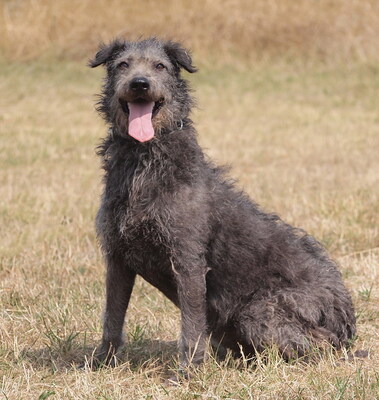 BEKKA - NOTFALL!!! SPENDENAUFRUF!!! sehr freundlich, offenes Wesen, anhänglich, fröhlich, treu, lebhaft, als Zweithündin zu einem Rüden, Mischling - Hündin