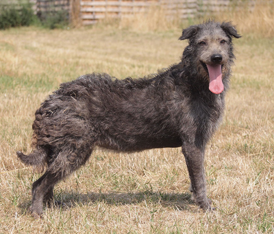 BEKKA - NOTFALL!!! SPENDENAUFRUF!!! sehr freundlich, offenes Wesen, anhänglich, fröhlich, treu, lebhaft, als Zweithündin zu einem Rüden, Mischling - Hündin