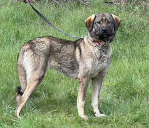 BELA - Herdenschutzmischling sucht Hundekenner, BELA - Herdenschutzmischling sucht Hundekenner - Hündin