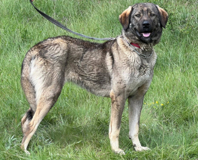 BELA - Herdenschutzmischling sucht Hundekenner, BELA - Herdenschutzmischling sucht Hundekenner - Hündin