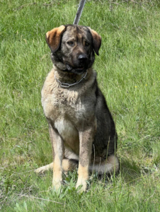 BELA - Herdenschutzmischling sucht Hundekenner - NOTFALL, BELA - Herdenschutzmischling sucht Hundekenner - NOTFALL - Hündin