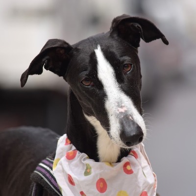 BELA - Ubeda, Galgo Espanol - kastriert - Hündin