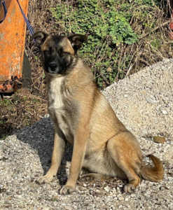 BELGIUM GIRL - Malinois-Mix-Hündin sucht IHRE Familie, BELGIUM GIRL - Malinois-Mix-Hündin sucht IHRE Familie - Hündin