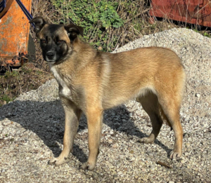 BELGIUM GIRL - Malinois-Mix-Hündin sucht IHRE Familie, BELGIUM GIRL - Malinois-Mix-Hündin sucht IHRE Familie - Hündin