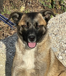 BELGIUM GIRL - Malinois-Mix-Hündin sucht IHRE Familie, BELGIUM GIRL - Malinois-Mix-Hündin sucht IHRE Familie - Hündin