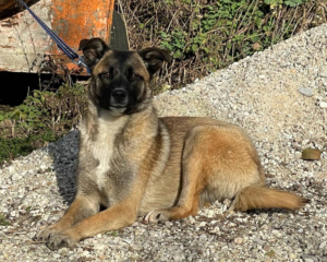 BELGIUM GIRL - Malinois-Mix-Hündin sucht IHRE Familie - NOTFALL, BELGIUM GIRL - Malinois-Mix-Hündin sucht IHRE Familie - NOTFALL - Hündin