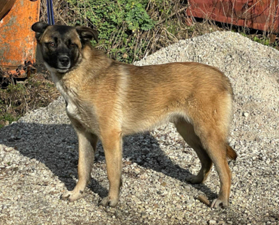 BELGIUM GIRL - Malinois-Mix-Hündin sucht IHRE Familie - NOTFALL, BELGIUM GIRL - Malinois-Mix-Hündin sucht IHRE Familie - NOTFALL - Hündin