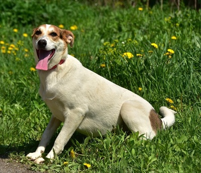 BELLA Y153, Mischling - Hündin